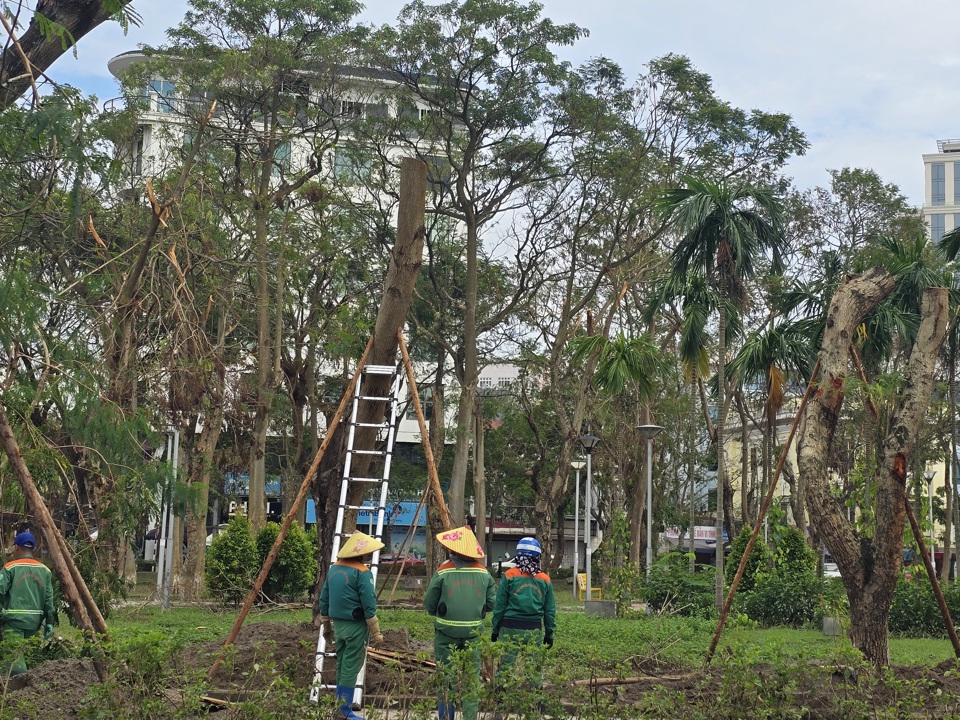 Chỉ c&ograve;n v&agrave;i ng&agrave;y nữa, cả TP Hải Ph&ograve;ng sẽ thực hiện xong việc trồng dựng lại c&acirc;y g&atilde;y đổ sau si&ecirc;u b&atilde;o. Ảnh: Vĩnh Qu&acirc;n