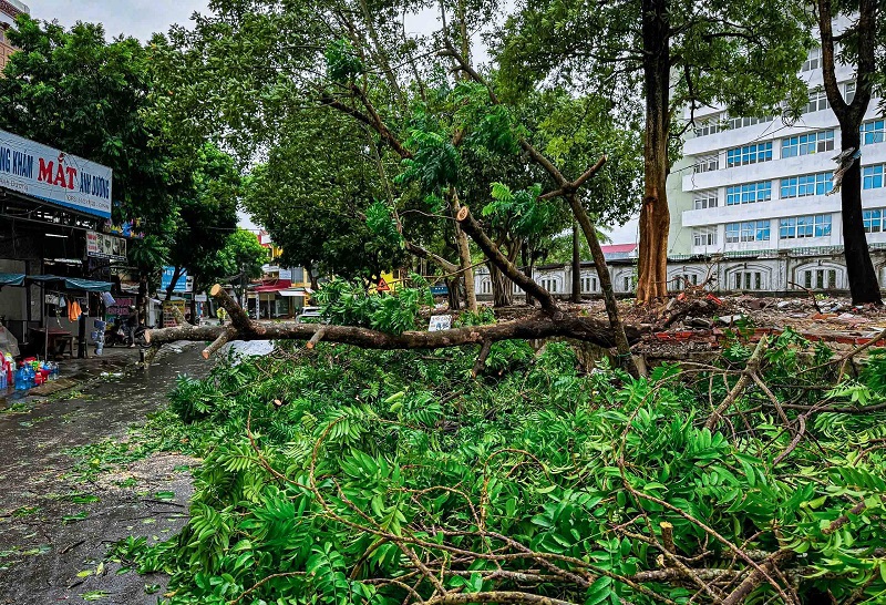 C&acirc;y xanh tr&ecirc;n đường tại TP Đồng Hới g&atilde;y đổ, bật gốc d&ugrave; b&atilde;o số 4 chưa đổ bộ