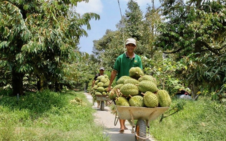 Bảo đảm truy xuất nguồn gốc của sầu ri&ecirc;ng l&agrave; một trong những yếu tố cơ bản m&agrave; c&aacute;c doanh nghiệp cần đ&aacute;p ứng.