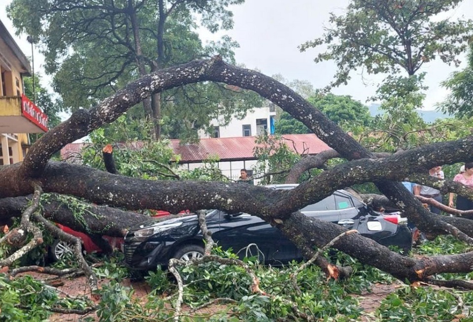 C&agrave;nh c&acirc;y x&agrave; cừ rất lớn bất ngờ g&atilde;y, rơi xuống s&acirc;n trường.