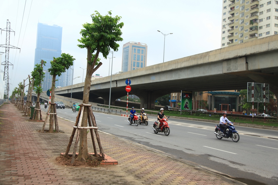 C&acirc;y sấu được trồng tr&ecirc;n đường Phạm H&ugrave;ng, H&agrave; Nội. Ảnh: Chiến C&ocirc;ng