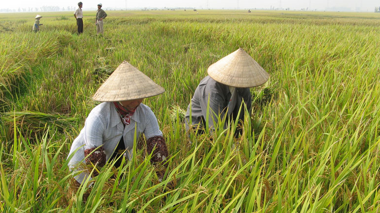 Gi&aacute; l&uacute;a gạo h&ocirc;m nay 22/9: gi&aacute; gạo tiếp đ&agrave; tăng nhẹ. Ảnh minh họa.