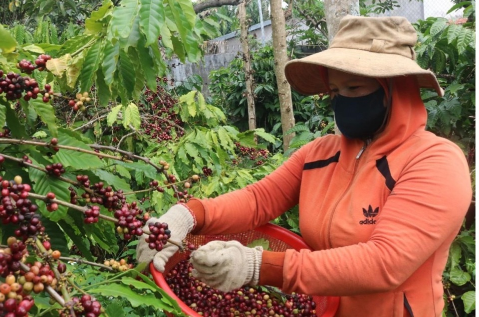 Gi&aacute; c&agrave; ph&ecirc; h&ocirc;m nay 23/9: nguồn cung tr&igrave; trệ, k&eacute;o d&agrave;i do mưa lớn