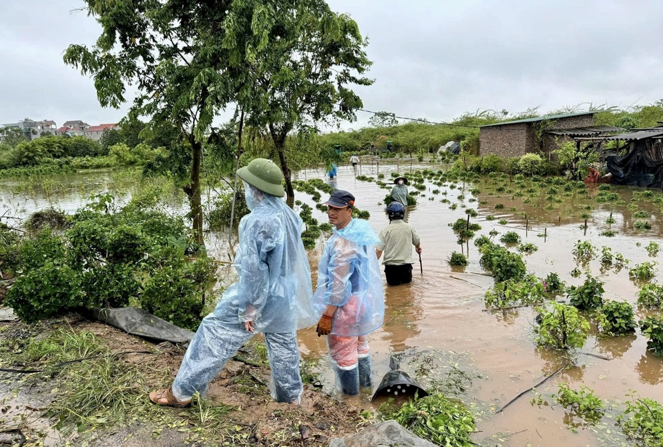 Người d&acirc;n x&atilde; Ph&ugrave; Đổng&nbsp; bất lực nh&igrave;n c&acirc;y chết trước sự t&agrave;n ph&aacute; của b&atilde;o số 3.