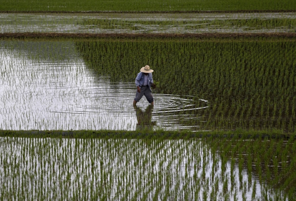 Nhật Bản thiếu gạo nghi&ecirc;m trọng. Ảnh: Reuters