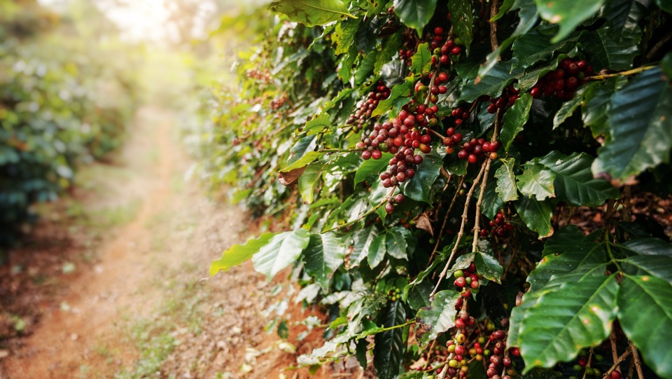 Gi&aacute; c&agrave; ph&ecirc; h&ocirc;m nay 26/9: duy tr&igrave; đ&agrave; tăng, Robusta li&ecirc;n tục lập kỷ lục