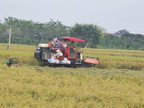 B&agrave; con n&ocirc;ng d&acirc;n đang gặt l&uacute;a tr&ecirc;n c&aacute;nh đồng l&agrave;ng. Ảnh Vĩnh Qu&acirc;n