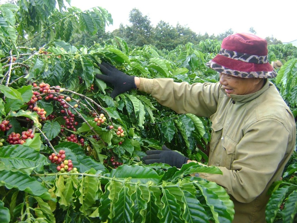 Gi&aacute; c&agrave; ph&ecirc; h&ocirc;m nay 28/9: Arabica cao nhất 13 năm, Robusta li&ecirc;n tục lập đỉnh