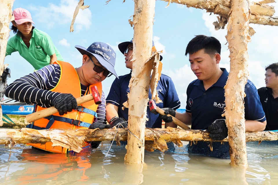 C&aacute;c nh&acirc;n vi&ecirc;n, t&igrave;nh nguyện vi&ecirc;n từ Gaia v&agrave; c&aacute;c c&aacute;n bộ thuộc Ban quản l&yacute; Vườn Quốc gia Mũi C&agrave; Mau c&ugrave;ng nhau trực tiếp dựng h&agrave;ng r&agrave;o v&agrave; giăng lưới để khoanh nu&ocirc;i c&aacute;c c&acirc;y mắm trắng.