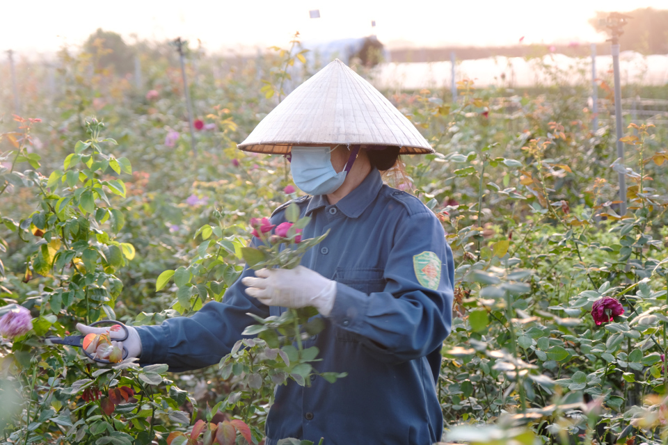 Nông dân huyện Mê Linh chăm sóc hoa. Ảnh: Phạm Hùng