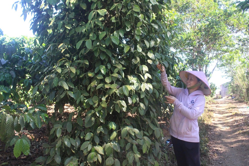 Gi&aacute; ti&ecirc;u h&ocirc;m nay 3/10: tăng tại Đắk N&ocirc;ng - Gia Lai, th&ecirc;m 500 đồng/kg