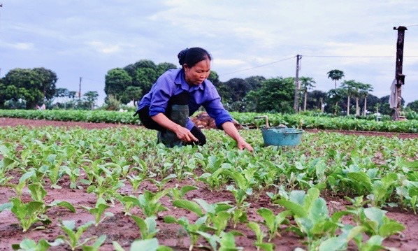 Bà con nông dân thôn Tiền Lệ chăm sóc rau an toàn. Ảnh: Tùng Nguyễn