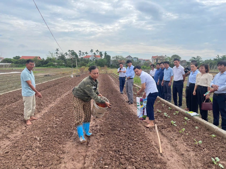 C&aacute;n bộ khuyến n&ocirc;ng hướng dẫn n&ocirc;ng d&acirc;n x&atilde; Thư Ph&uacute;, huyện Thường T&iacute;n sử dụng ph&acirc;n b&oacute;n của doanh nghiệp hỗ trợ ngay tại đồng ruộng. Ảnh: Thu Phượng