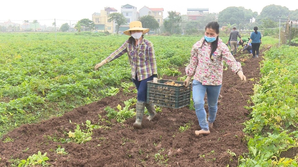 M&ocirc; h&igrave;nh trồng khoai t&acirc;y cho thu nhập cao của hội n&ocirc;ng d&acirc;n x&atilde; H&agrave; Hồi, huyện Thường T&iacute;n