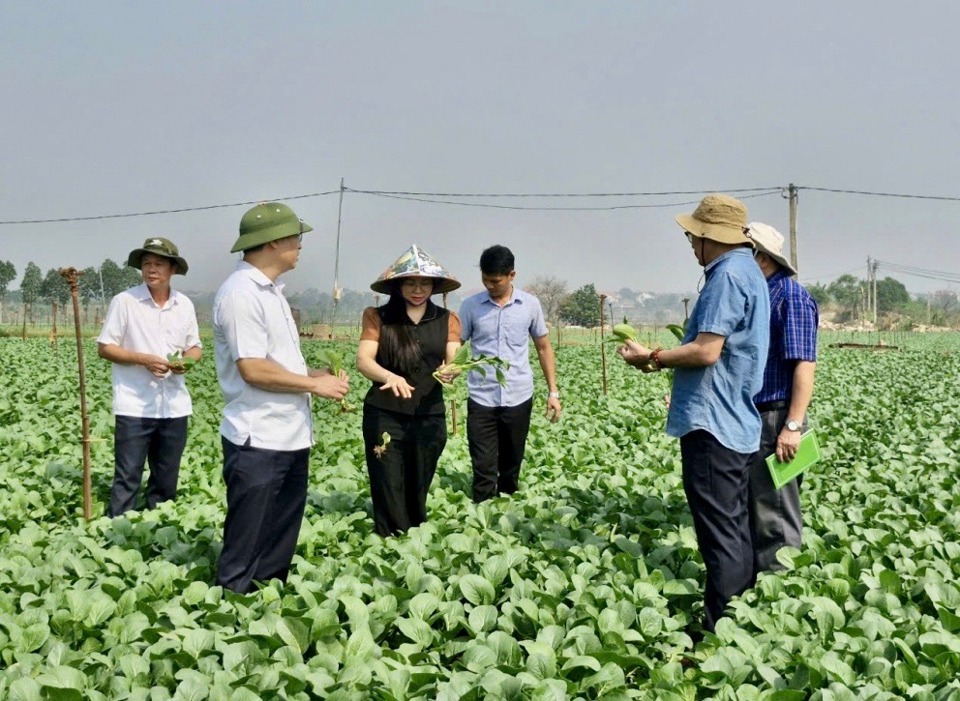 V&ugrave;ng rau th&ocirc;n Đ&ocirc;ng Cao chuẩn bị&nbsp; cho thu hoạch.