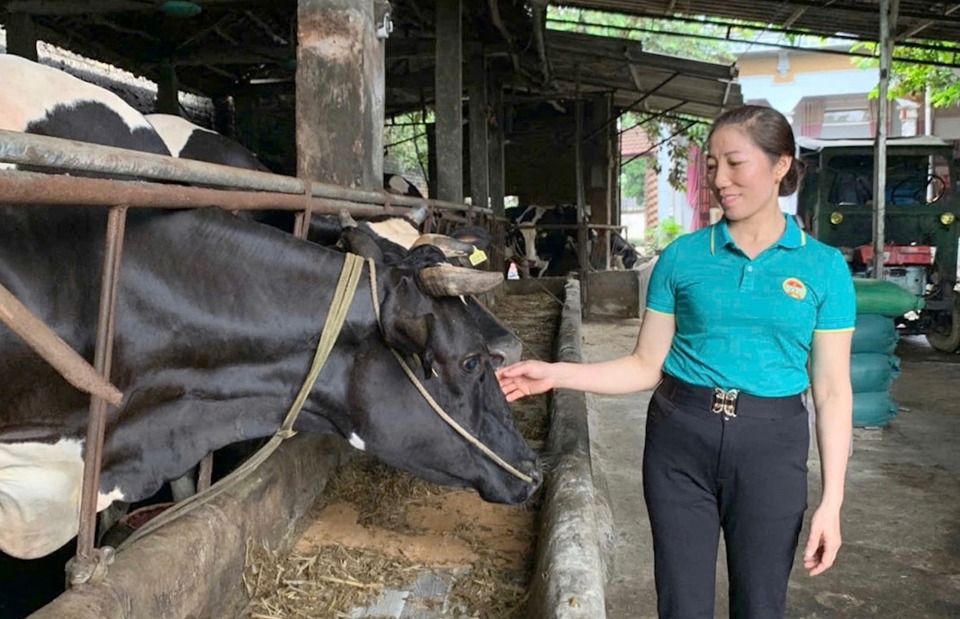 Trang trại chăn nu&ocirc;i b&ograve; sữa của chị Tạ Thị Năm mang lại doanh thu tiền tỷ mỗi năm.