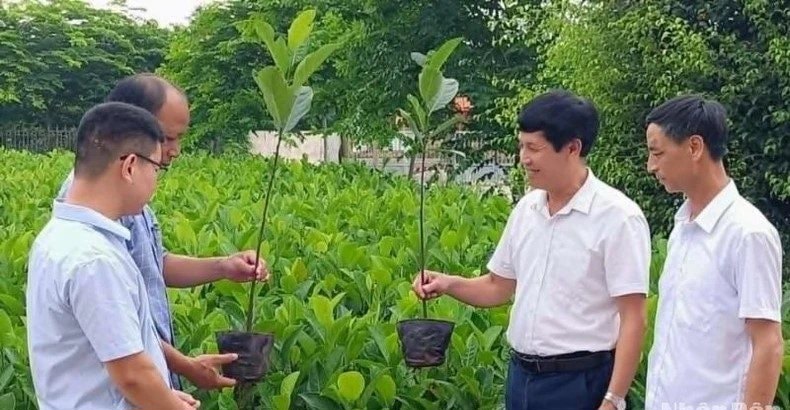 Giống m&iacute;t dai v&agrave;ng l&agrave; giống bản địa, c&oacute; xuất xứ từ ch&iacute;nh tỉnh Th&aacute;i B&igrave;nh. Ảnh: DH