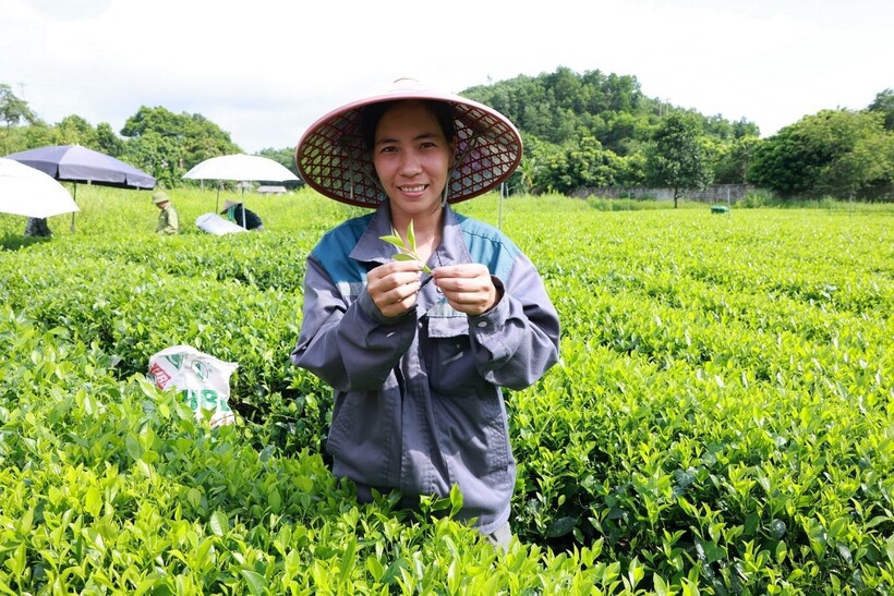 Chị B&ugrave;i Thị Thảo (Ấp Ao R&ocirc;m 1, x&atilde; Khe Mo, huyện Đồng Hỷ tỉnh Th&aacute;i Nguy&ecirc;n) tự h&agrave;o khi vườn ch&egrave; của gia đ&igrave;nh được sử dụng để sản xuất sản phẩm Tr&agrave; Xanh Kh&ocirc;ng Độ nổi tiếng v&agrave; tạo n&ecirc;n thu nhập ổn định nu&ocirc;i sống cả gia đ&igrave;nh nhiều thế hệ.