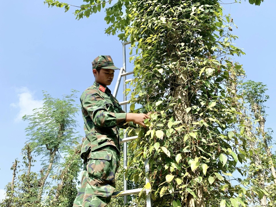 Gi&aacute; ti&ecirc;u h&ocirc;m nay 20/10: tăng trở lại ở T&acirc;y Nguy&ecirc;n, Đắk N&ocirc;ng th&ecirc;m 1.000 đồng/kg