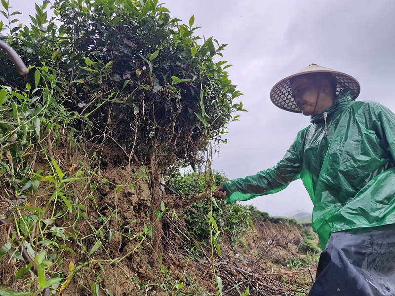 "Gia đ&igrave;nh t&ocirc;i hiện c&oacute; khoảng 1ha ch&egrave; c&ocirc;ng nghiệp, mỗi năm cho thu nhập hơn 200 triệu đồng. Tuy nhi&ecirc;n, mưa lớn k&eacute;o d&agrave;i đ&atilde; l&agrave;m sạt lở khoảng 4 s&agrave;o ch&egrave;, g&acirc;y thiệt hại nhiều về kinh tế. Hiện tại, việc ph&ograve;ng ngừa, khắc phục sạt lở vẫn chưa thể thực hiện v&igrave; diện t&iacute;ch đất trồng ch&egrave; bị sạt lở qu&aacute; lớn", &ocirc;ng L&ecirc; Văn H&ograve;a x&atilde; Sơn Kim 2, huyện Hương Sơn cho biết&nbsp;