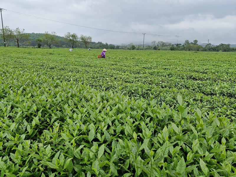 Theo b&aacute;o c&aacute;o của X&iacute; nghiệp ch&egrave; T&acirc;y Sơn, tr&ecirc;n địa b&agrave;n hiện tại c&oacute; 330 ha ch&egrave; ch&egrave; được trồng li&ecirc;n kết giữa người d&acirc;n v&agrave; doanh nghiệp. Đ&acirc;y l&agrave; c&acirc;y trồng chủ lực trong ph&aacute;t triển kinh tế, x&acirc;y dựng n&ocirc;ng th&ocirc;n mới v&ugrave;ng thượng nguồn s&ocirc;ng Ng&agrave;n Phố