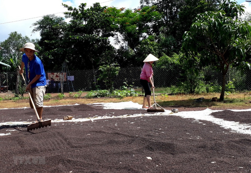 Gi&aacute; ti&ecirc;u h&ocirc;m nay 28/10: nhận định hồ ti&ecirc;u tuần n&agrave;y, đ&agrave; giảm vẫn c&ograve;n