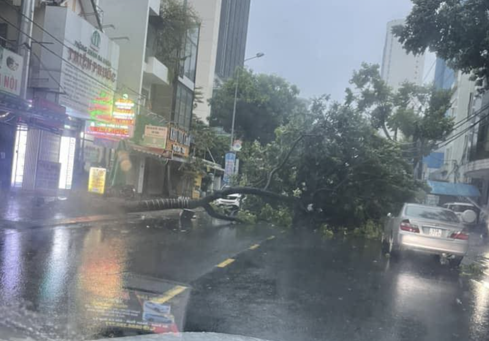 C&acirc;y cối g&atilde;y đổ trong b&atilde;o Trami.