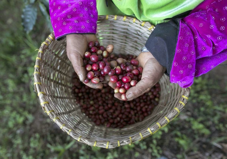 Gi&aacute; c&agrave; ph&ecirc; h&ocirc;m nay 29/10: tiếp tục tăng, Robusta th&ecirc;m gần 100 USD/tấn