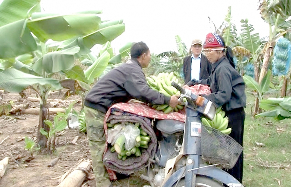 M&ocirc; h&igrave;nh trồng chuối ti&ecirc;u hồng tại x&atilde; V&acirc;n Nam (huyện Ph&uacute;c Thọ, Hà N&ocirc;̣i) cho hiệu quả kinh tế cao Ảnh: TL &nbsp;