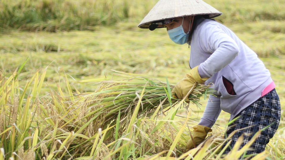 Gi&aacute; l&uacute;a gạo h&ocirc;m nay 2/11: gi&aacute; l&uacute;a tăng bật tăng. Ảnh minh họa.