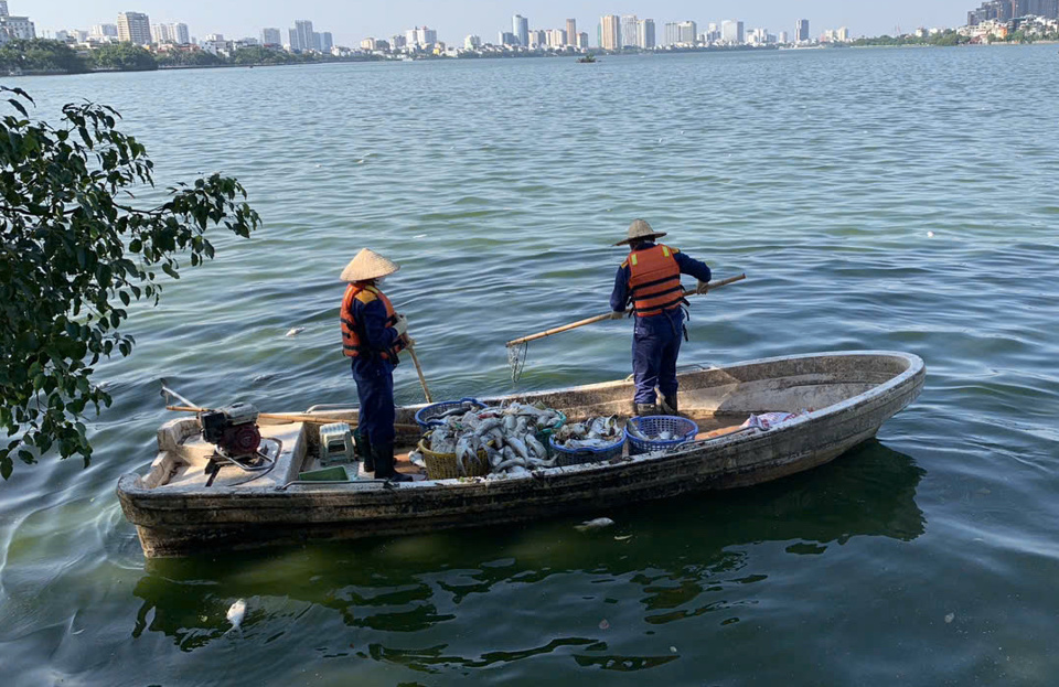 Lực lượng chức năng thu dọn c&aacute; chết tr&ecirc;n hồ T&acirc;y.