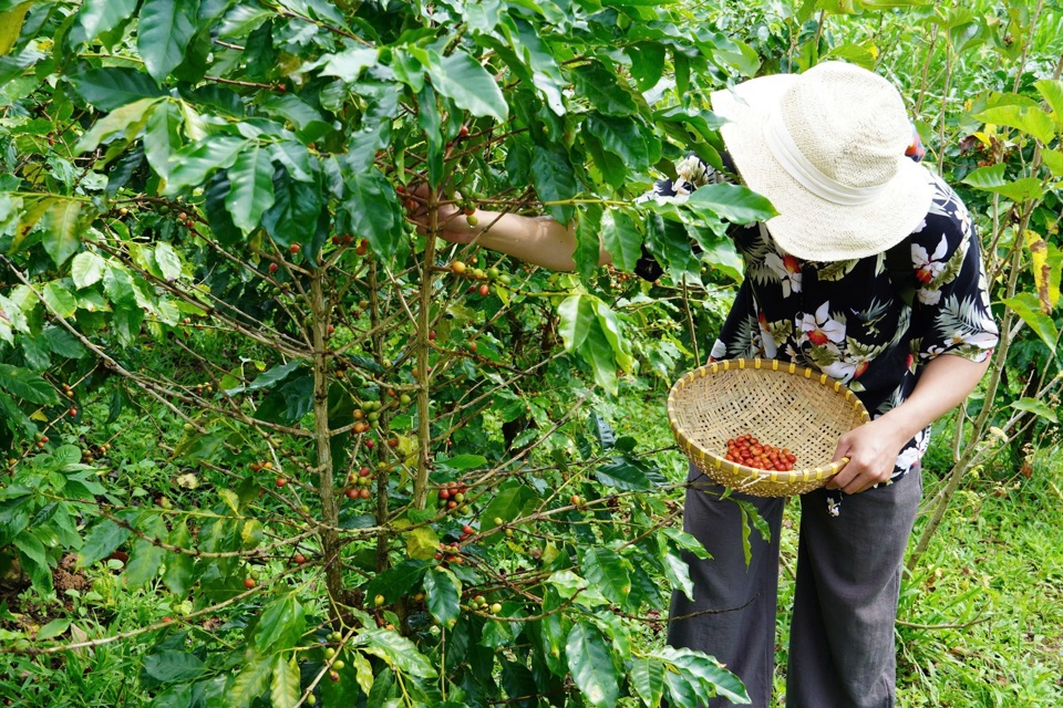 Giá cà phê hôm nay 5/11: tăng trở lại phiên đầu tuần nhờ USD giảm