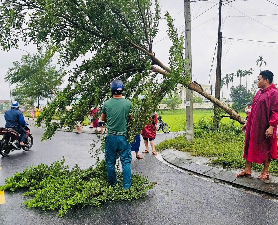 C&acirc;y xanh khu đ&ocirc; thị ng&atilde; đổ