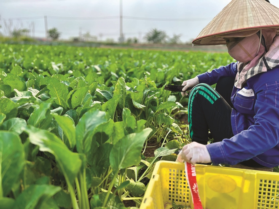 Sản xuất n&ocirc;ng nghiệp. Ảnh: Huy Thịnh&nbsp;&nbsp;