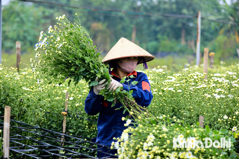 Mặc d&ugrave; bị mất m&ugrave;a, nhưng lại được gi&aacute; n&ecirc;n b&agrave; con cũng thu hoạch được kh&aacute; tốt. Gi&aacute; c&uacute;c họa mi dao động từ 150.000 - 200.000 đồng/b&oacute; b&aacute;n bu&ocirc;n tại vườn.