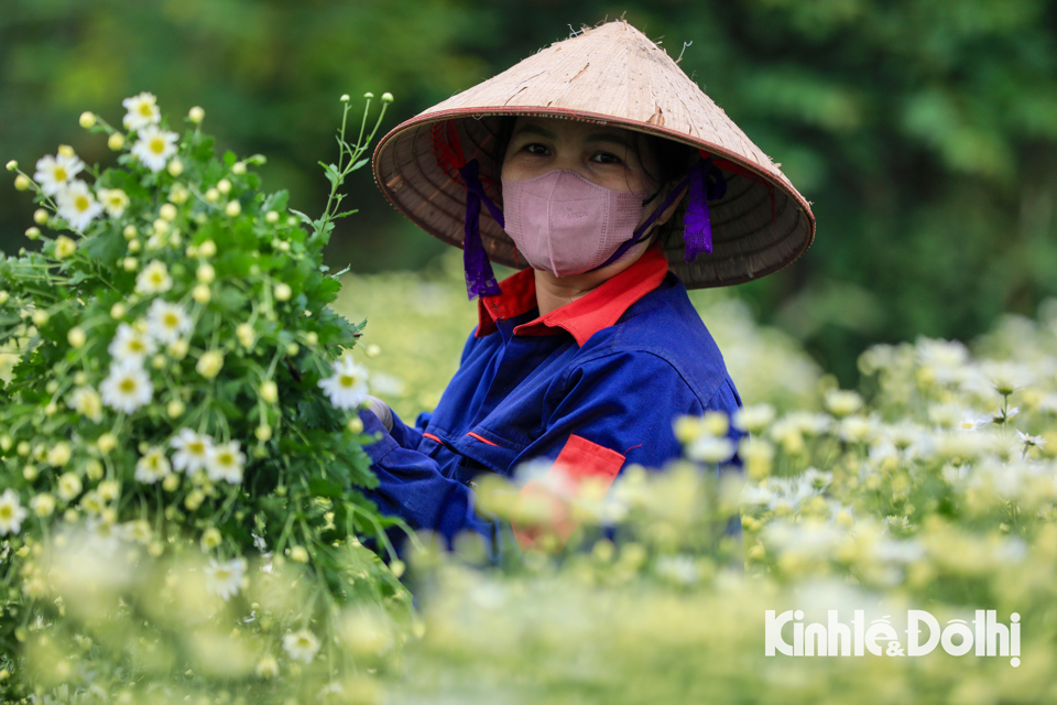 Hiện tại, người d&acirc;n tại c&aacute;c l&agrave;ng hoa tr&ecirc;n địa b&agrave;n quận T&acirc;y Hồ đang dần khắc phục, hồi sinh lại vườn c&acirc;y để g&igrave;n giữ thương hiệu của l&agrave;ng nghề truyền thống.