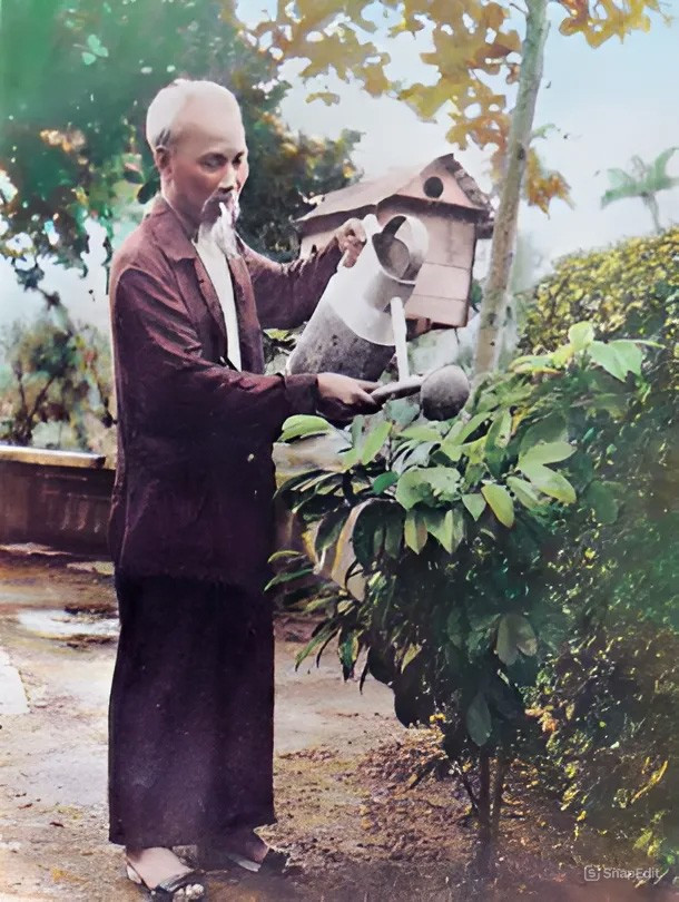 B&aacute;c Hồ chăm s&oacute;c c&acirc;y v&uacute; sữa Miền Nam (ảnh tư liệu)