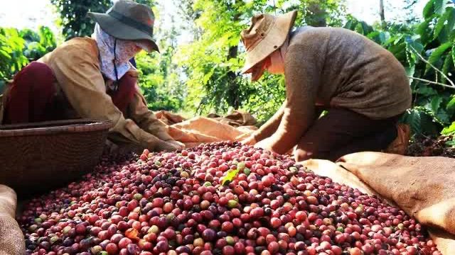 Tin tức kinh tế ngày 15/11: xuất khẩu cà phê “thắng lớn” về kim ngạch. Ảnh minh hoạ. 