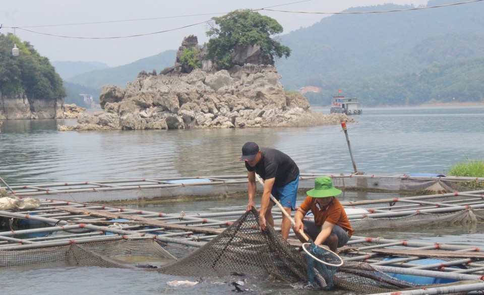 Ho&agrave; B&igrave;nh x&aacute;c định du lịch sẽ l&agrave; "đầu k&eacute;o" để ph&aacute;t triển bền vững nghề nu&ocirc;i trồng thuỷ sản tr&ecirc;n hồ thuỷ điện Ho&agrave; B&igrave;nh.