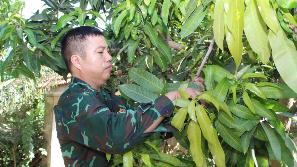 Th&agrave;nh vi&ecirc;n HTX Minh Trọng Tạ B&uacute; chăm s&oacute;c c&acirc;y xo&agrave;i sau thu hoạch.