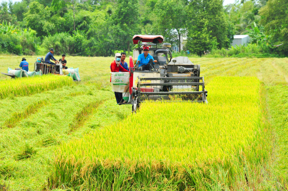 Đề &aacute;n 1 triệu h&eacute;c-ta l&uacute;a chất lượng cao v&agrave; ph&aacute;t thải thấp đang được triển khai rộng khắp tại Đồng bằng s&ocirc;ng Cửu Long.