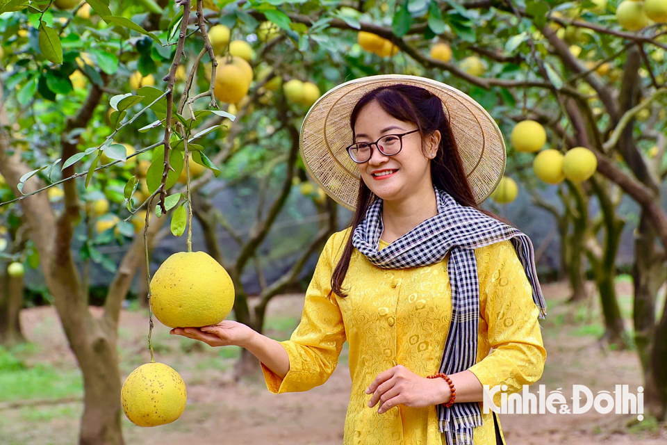 Những c&acirc;y bưởi Diễn ch&iacute;n v&agrave;ng ươm, c&ugrave;ng với thời tiết trời lạnh m&ugrave;a đ&ocirc;ng tạo th&agrave;nh khung cảnh đặc sắc thu h&uacute;t du kh&aacute;ch tới tham quan, trải nghiệm v&agrave; chụp ảnh.