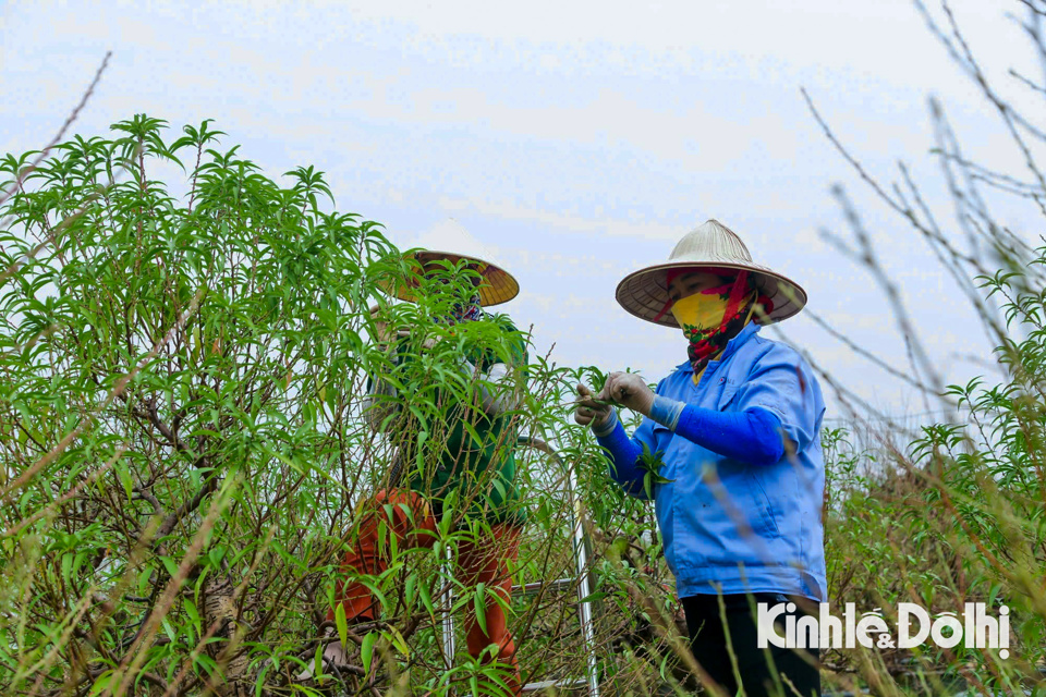 Những người tuốt l&aacute; đ&agrave;o thường l&agrave; người c&oacute; nhiều kinh nghiệm, c&ocirc;ng đoạn n&agrave;y y&ecirc;u cầu người tuốt l&aacute; phải cẩn thận để &yacute; tr&aacute;nh tuốt nhầm phần nụ hoa.