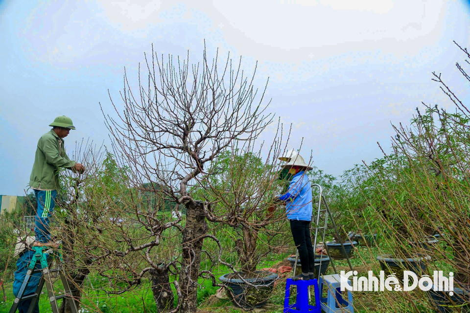 "C&ocirc;ng việc tuốt l&aacute; cần người c&oacute; kỹ năng về chăm s&oacute;c c&acirc;y hoa v&agrave; kinh nghiệm. Đối với những loại đ&agrave;o kh&aacute;c nhau cũng c&oacute; c&aacute;ch tuốt l&aacute; kh&aacute;c nhau, nhanh th&igrave; c&oacute; thể d&ugrave;ng tay tuốt theo chiều cuống l&aacute; từ dưới l&ecirc;n tr&ecirc;n, tuy nhi&ecirc;n cũng c&oacute; loại đ&agrave;o phải bứt từng l&aacute; một" - Chủ vườn đ&agrave;o chia sẻ th&ecirc;m.