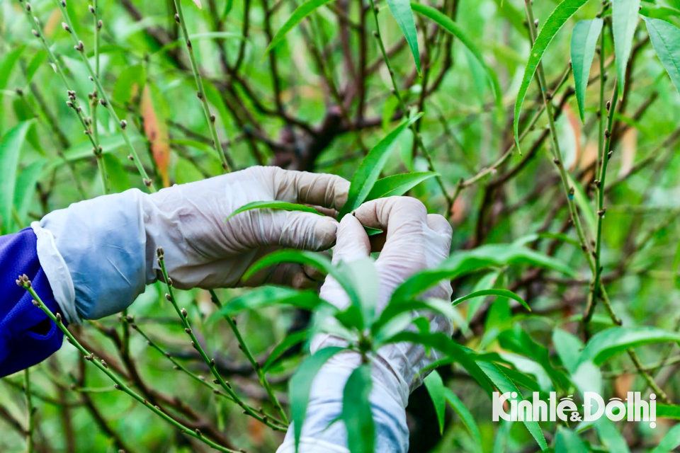 Người dân làng đào Nhật Tân tất bật tuốt lá chuẩn bị cho vụ Tết - Ảnh 3