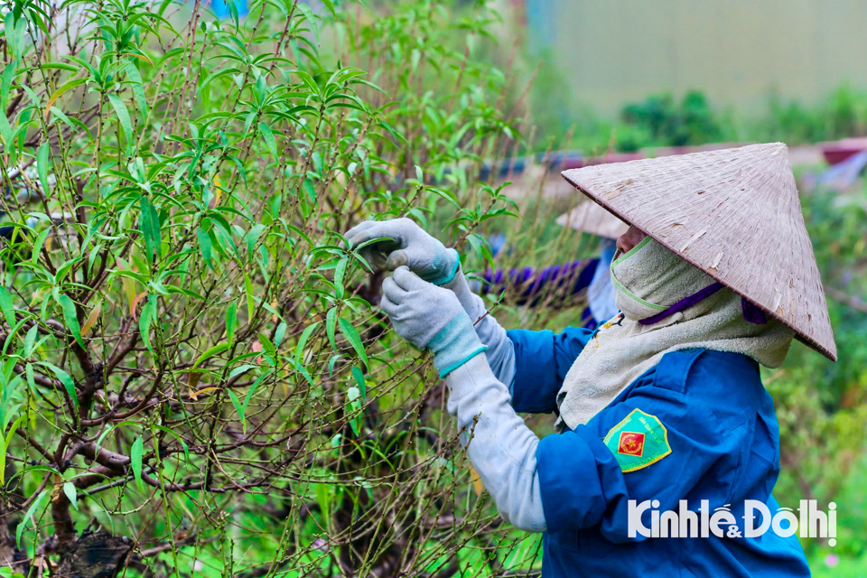 Theo kinh nghiệm l&acirc;u đời của người d&acirc;n trồng đ&agrave;o, việc tuốt l&aacute; được coi l&agrave; một trong những kh&acirc;u quan trọng nhất quyết định vụ m&ugrave;a.&nbsp;C&ocirc;ng đoạn tuốt l&aacute; thực hiện đ&uacute;ng thời điểm, thời tiết thuận lợi th&igrave; đ&agrave;o sẽ cho ra hoa đ&uacute;ng dịp Tết.