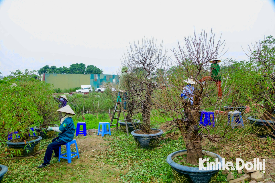 C&ograve;n hơn 2 th&aacute;ng nữa l&agrave; đến Tết Nguy&ecirc;n đ&aacute;n 2025, những ng&agrave;y n&agrave;y, người d&acirc;n l&agrave;ng đ&agrave;o Nhật T&acirc;n (quận T&acirc;y Hồ, TP H&agrave; Nội) đang tất bật cho c&acirc;y l&ecirc;n chậu, tuốt l&aacute;,&nbsp;chuẩn bị c&ocirc;ng đoạn nu&ocirc;i mắt, cho đ&agrave;o ra nụ để sẵn s&agrave;ng phục vụ nh&acirc;n d&acirc;n dịp Tết.