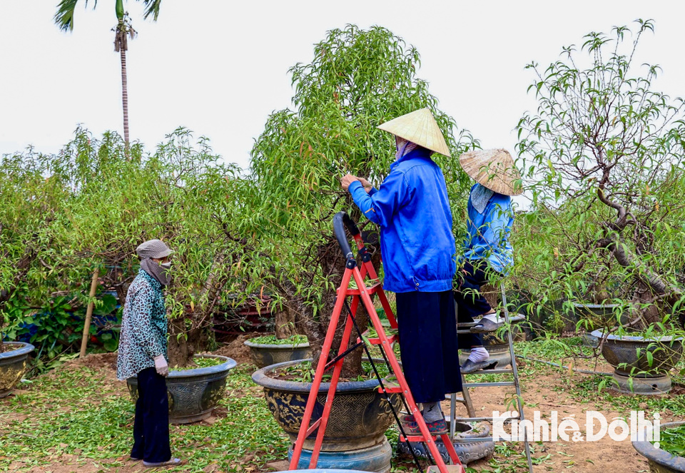 L&agrave;ng Nhật T&acirc;n xưa nay nổi tiếng với nghề trồng đ&agrave;o. Hiện tại đ&acirc;y c&oacute; 3 loại chính là đào th&ecirc;́, đào c&ocirc;̉ và đào cành. Năm nay, mong muốn lớn nhất l&agrave; những chậu hoa đ&agrave;o nở đ&uacute;ng dịp Tết Nguy&ecirc;n đ&aacute;n gi&uacute;p phần n&agrave;o thiệt hại lớn do b&atilde;o số 3 g&acirc;y ra.