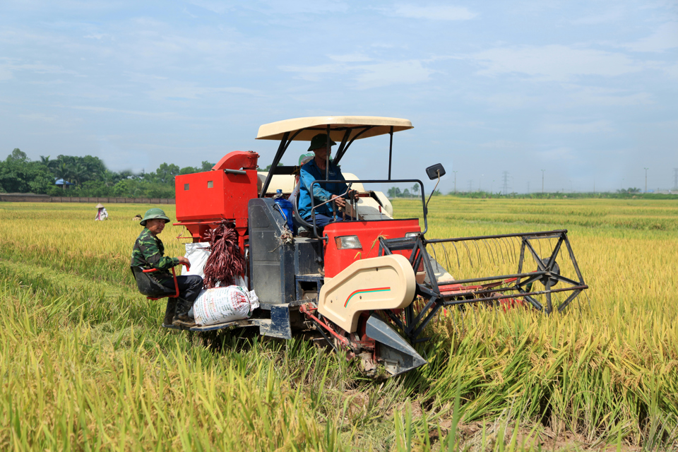 Thu hoạch l&uacute;a tại Đồng bằng s&ocirc;ng Cửu Long. Ảnh: Phạm H&ugrave;ng