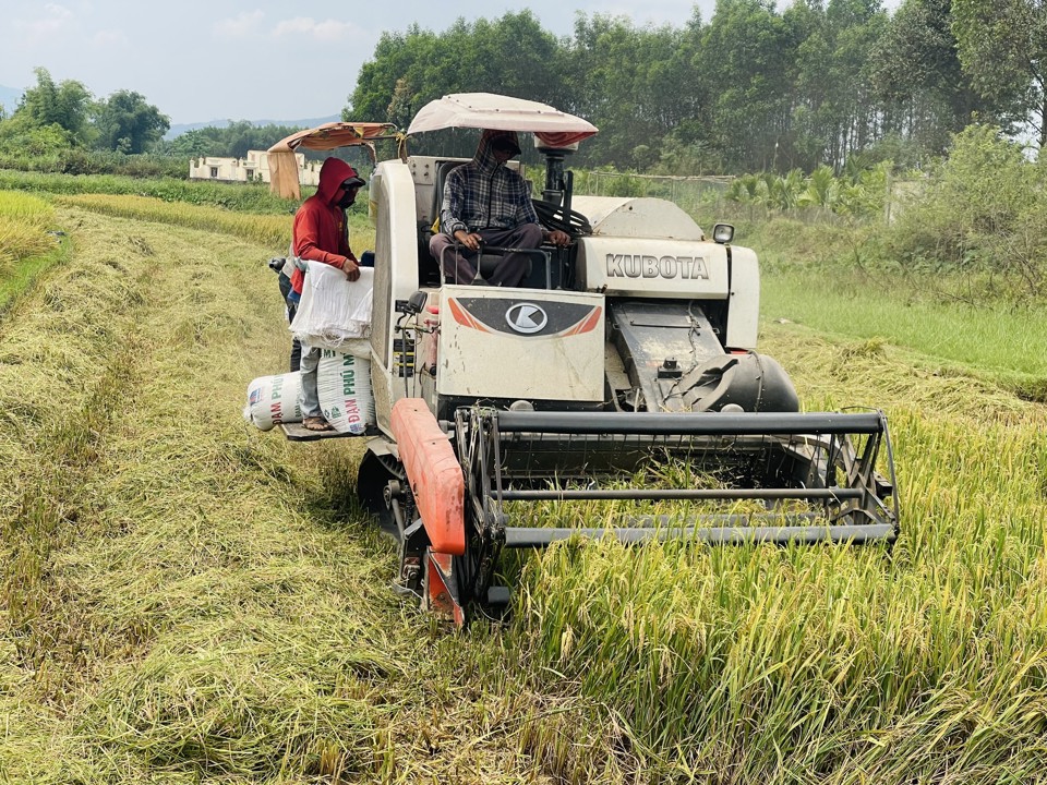 Ng&agrave;nh n&ocirc;ng nghiệp vẫn giữ vai tr&ograve; chiến lược d&agrave;i hạn, l&agrave; bệ đỡ quan trọng trong kinh tế của tỉnh Quảng Ng&atilde;i.